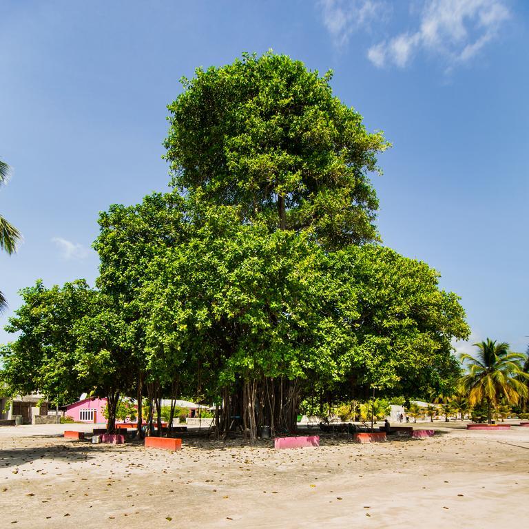 فيلا روزا مالديف Feridhoo المظهر الخارجي الصورة